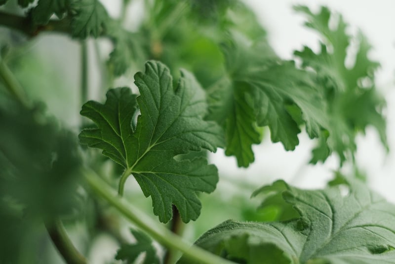 Geraniums