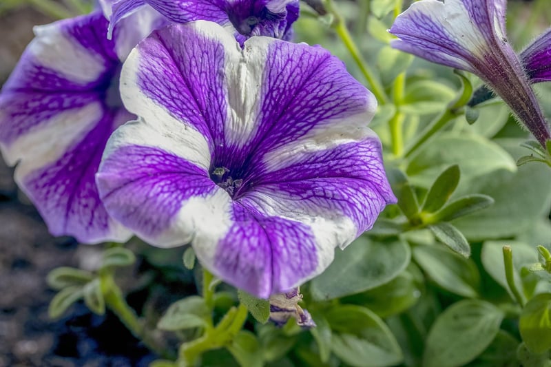 Petunias
