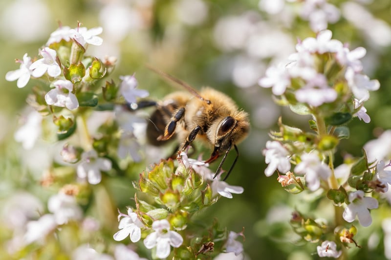 Thyme Herb